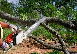 Best Tree Risk Assessment  in Tybee Island, GA